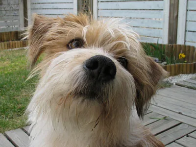 Kromfohrländer de pelo duro