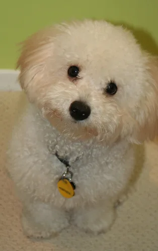 Bichon Bolognese