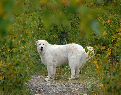 Maremma Sheepdog