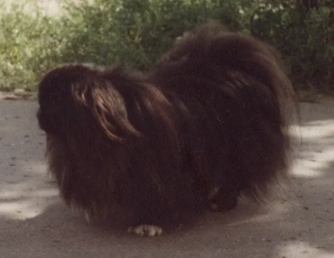 Pekingese