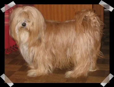 Terrier do Tibete
