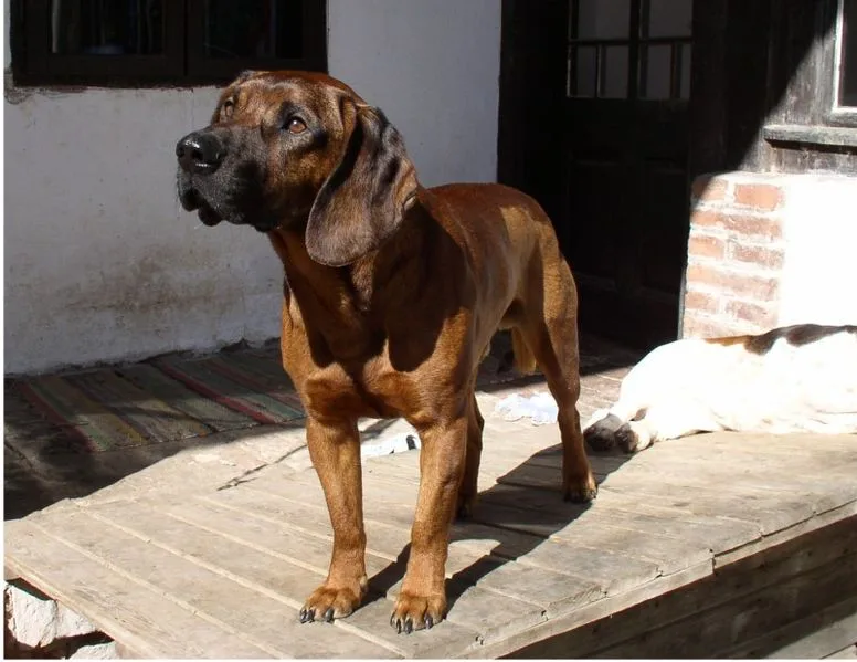 Cão farejador de Hanôver