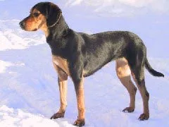 Hellenic Hound