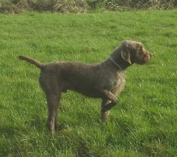 Pudelpointer