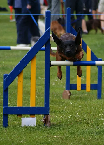 Bavarian Mountain Hound