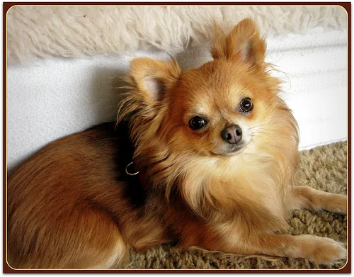 Long-haired Chihuahua