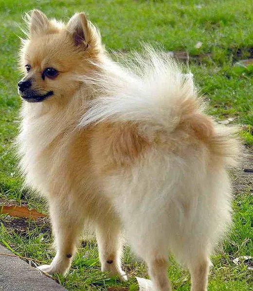 Chihuahua de pelo raso