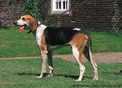 French tricolour hound