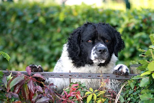 Frisian Water Dog