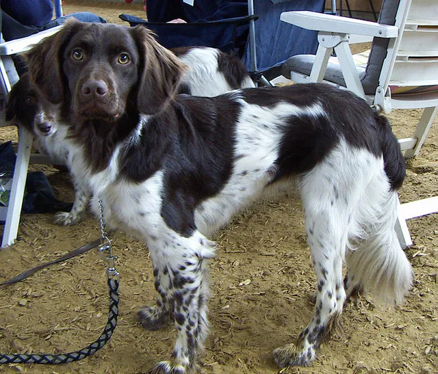 Frisian Pointing Dog