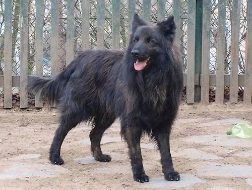 Long-haired Dutch Shepherd Dog