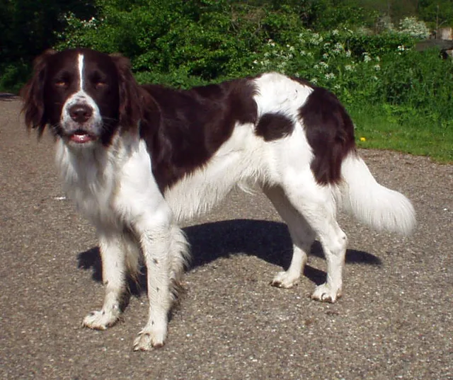 Drentsche Partridge dog