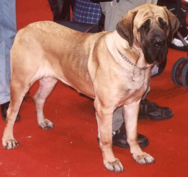 Fila Brasileiro