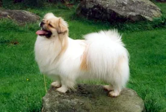 Tibetian Spaniel