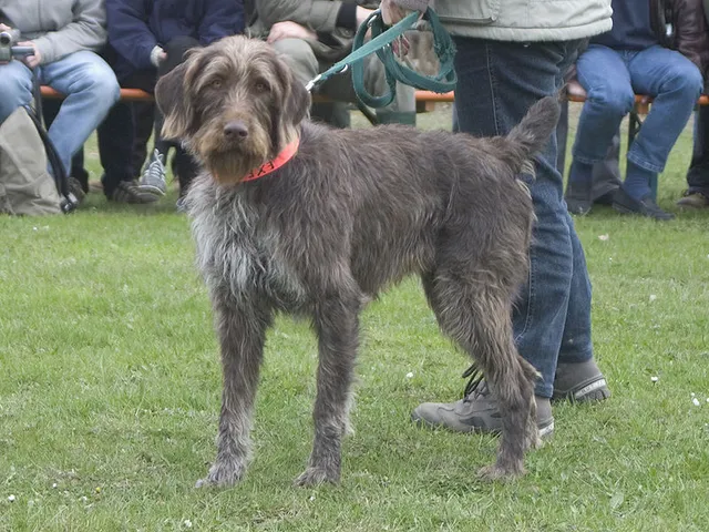 Braco Alemão de pelo áspero