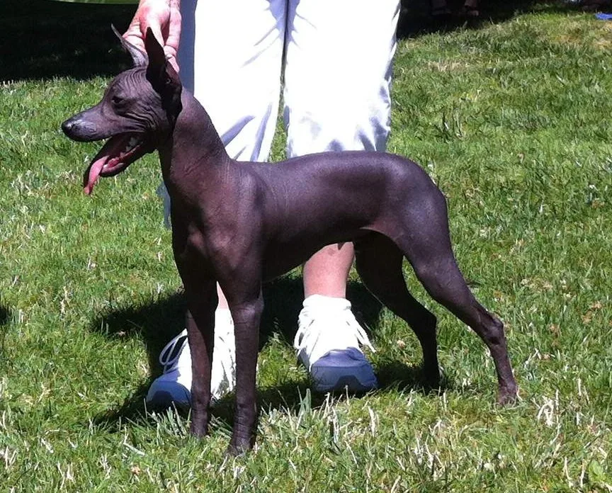Intermediate Xoloitzcuintle
