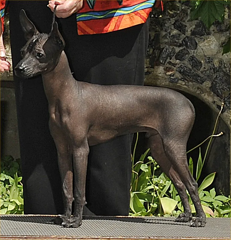 Xolo Miniatura (Pelado Mexicano)