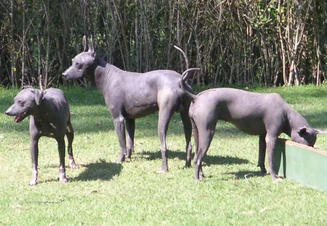 Standard Xoloitzcuintle