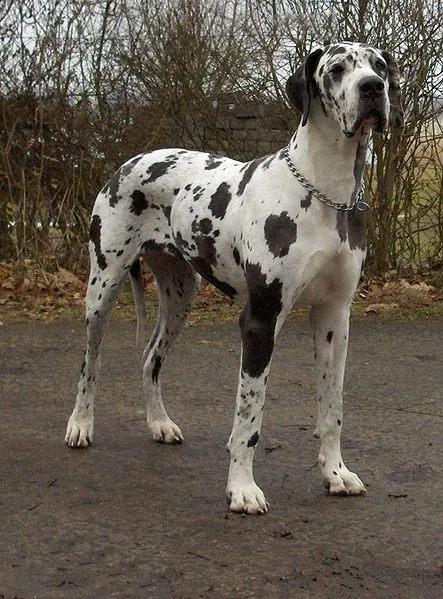 Dogue Alemão
