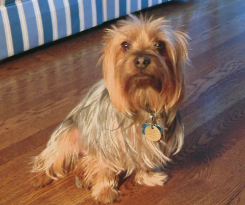 Australian Silky Terrier
