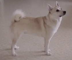 Norsk Buhund