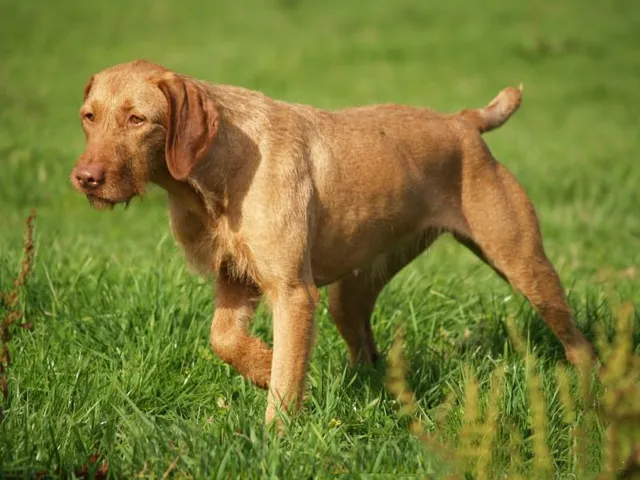 Braco húngaro de pelo Cerdoso (Vizsla)