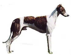 Hungarian Greyhound