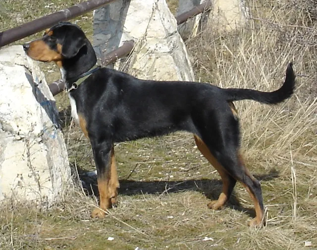 Braco da Transilvânia