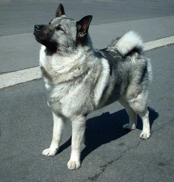 Norwegian Elkhound grey