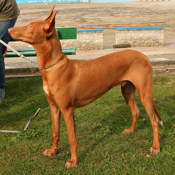 Cão do Faraó