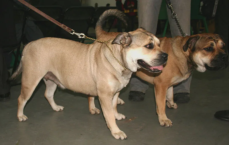 Majorca Mastiff