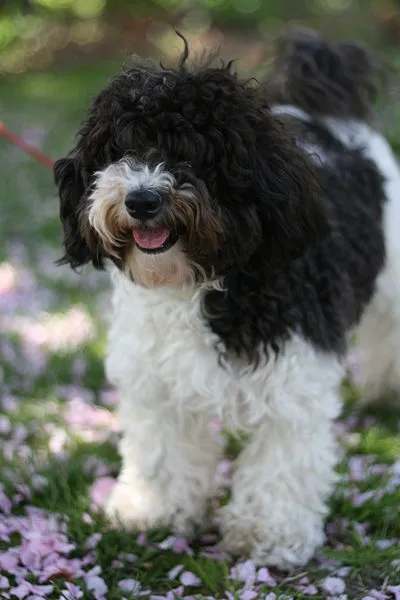 Bichon Havanês