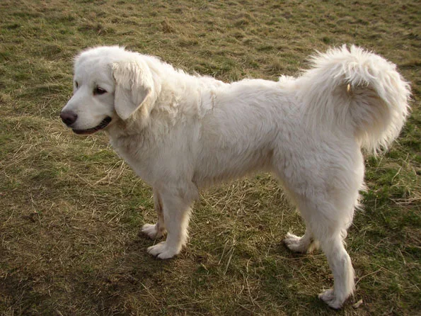 Tatra Shepherd Dog