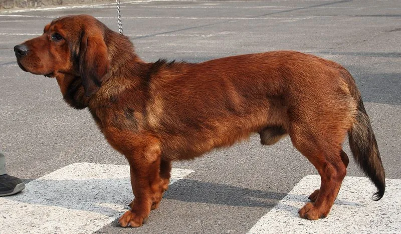 Alpine Drachsbracke