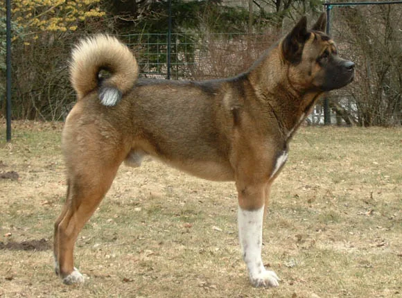 Akita