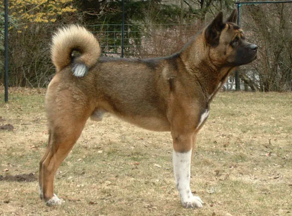 Akita