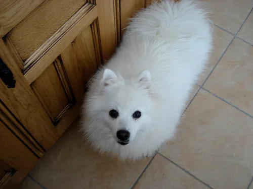 Japanese Spitz