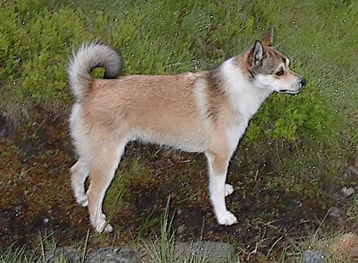 Lundehund norueguês