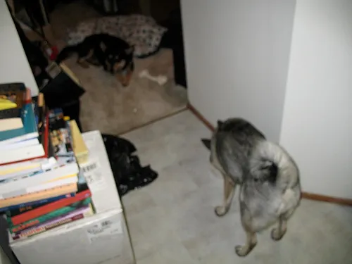 Elkhound Norueguês preto