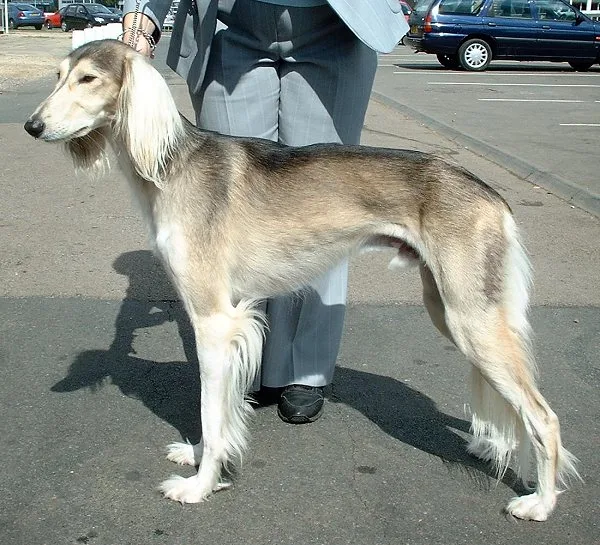 Short-haired Saluki