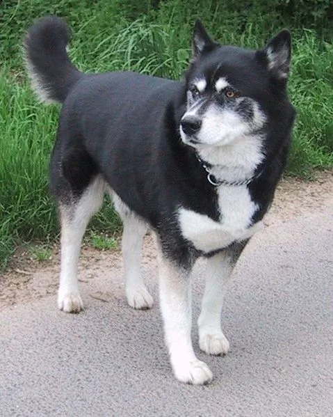 Siberian Husky