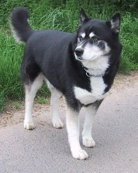 Husky Siberiano