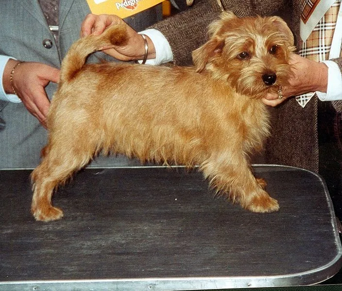 Norfolk Terrier