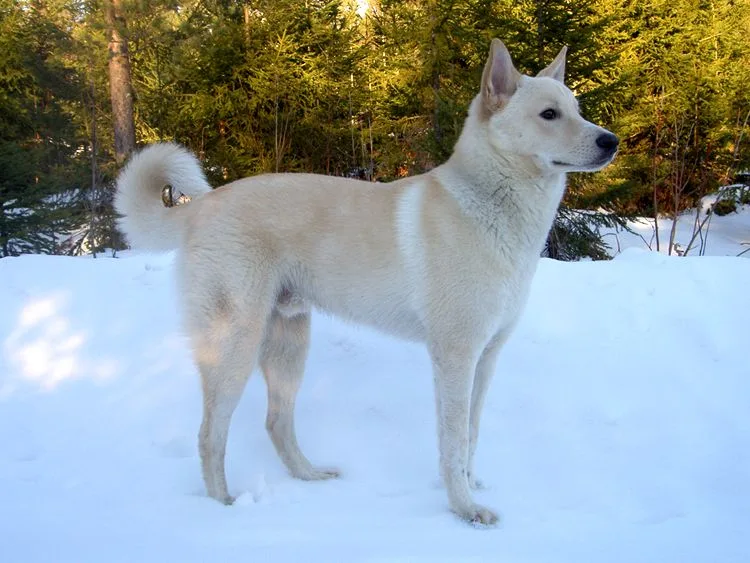 Canaan dog