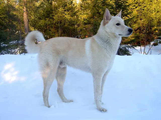 Canaan dog