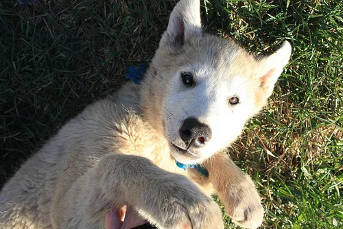 Greenland Dog
