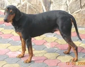 Montenegrin Mountain Hound