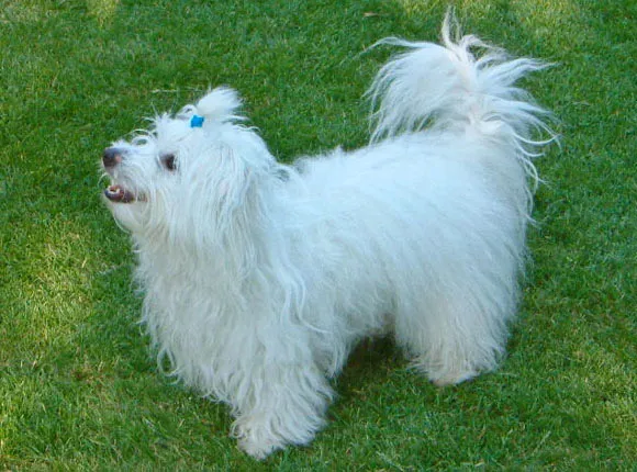 Coton de Tulear