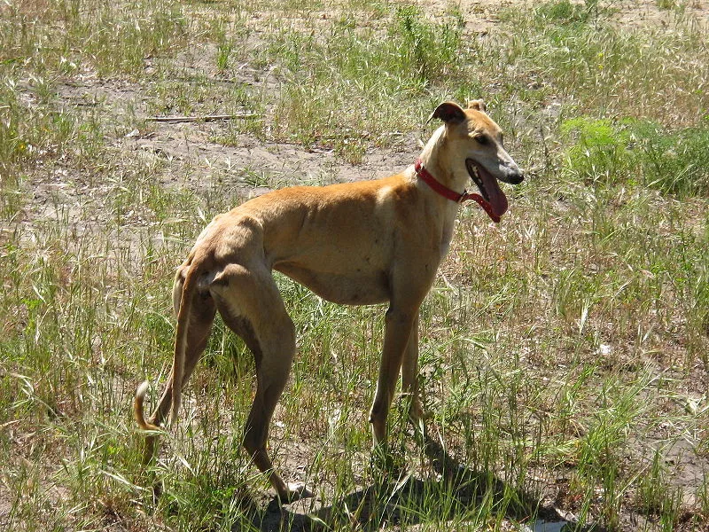 Galgo Espanhol