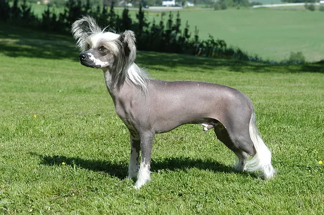 Cão de Crista Chinês